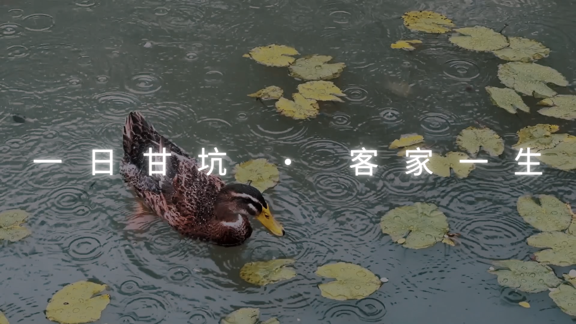 video-section-banner-image