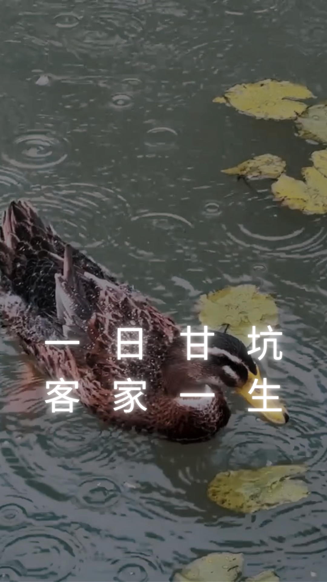 一日甘坑 • 客家一生